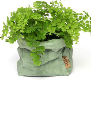 Paper Bag Sage