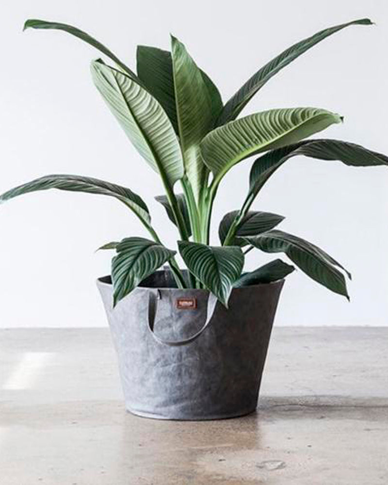Paper Bucket