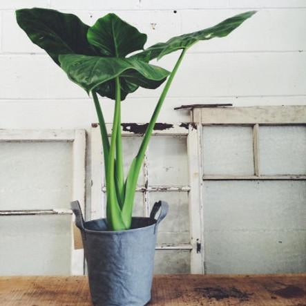 Paper Bucket